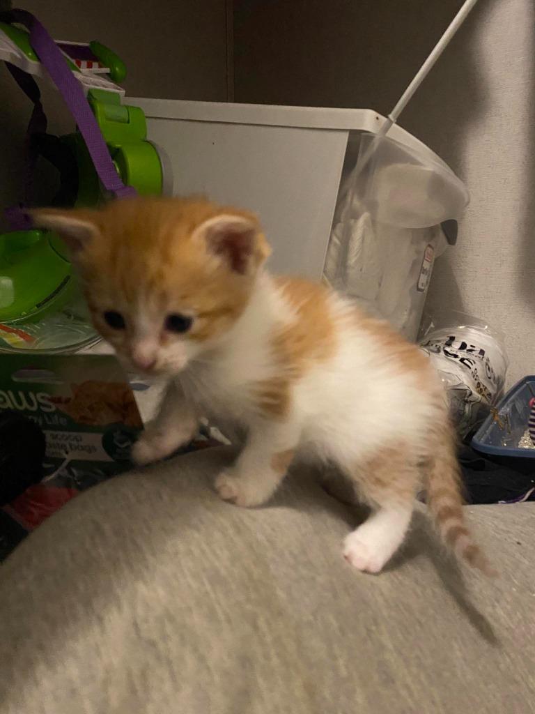 Enlarge Kevin (Thor), a Adoptable mixed breed in Johnson City, TN image 4/6