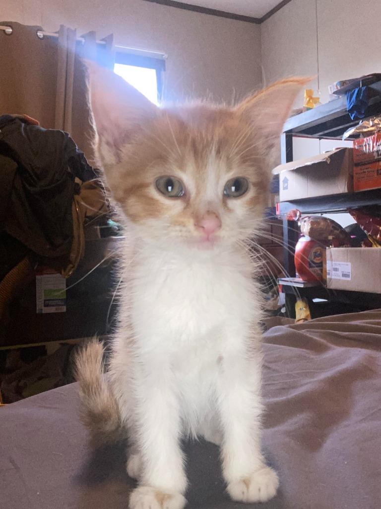 Enlarge Kevin (Thor), a Adoptable mixed breed in Johnson City, TN image 5/6