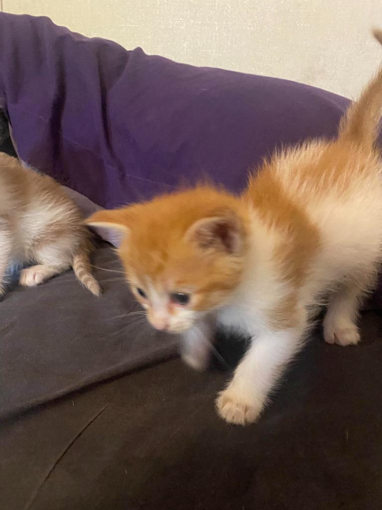 Enlarge Kevin (Thor), a Adoptable mixed breed in Johnson City, TN image 6/6