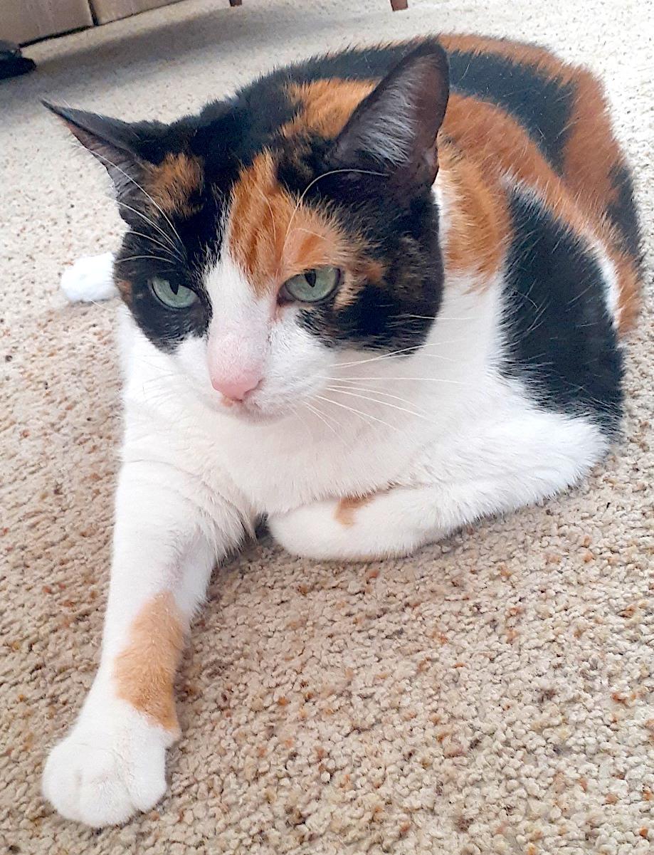 Enlarge Molly, a Adopted mixed breed in Sarasota, FL image 2/2