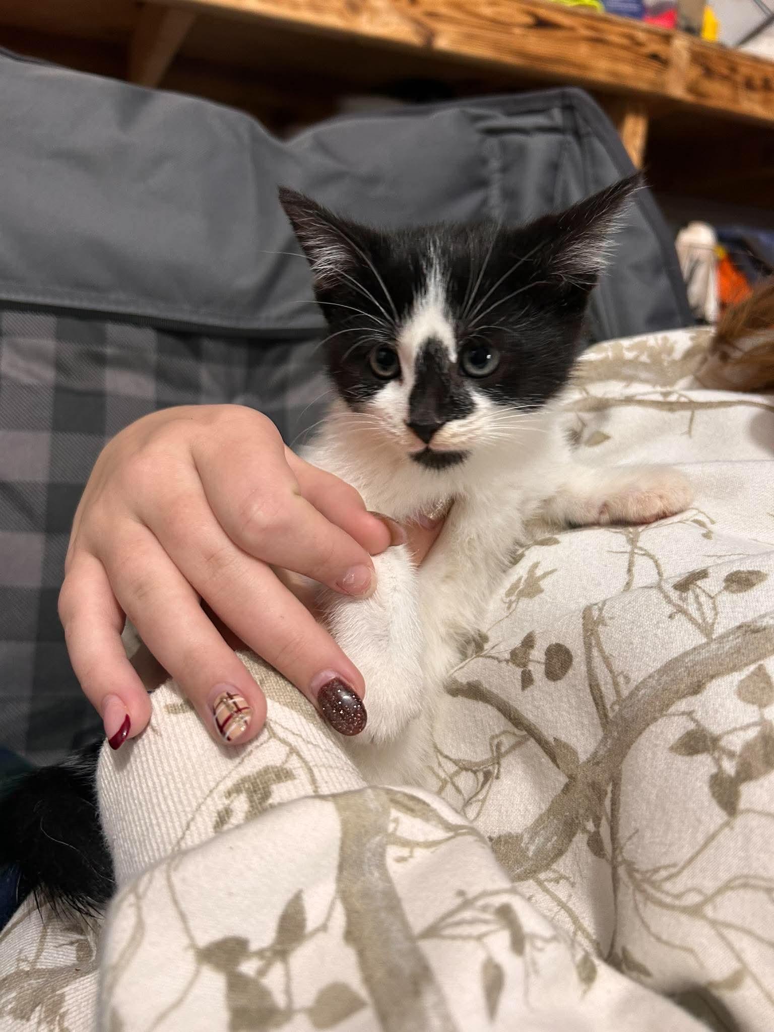 Enlarge Oreo, a Adoptable Domestic Short Hair in Detroit, MI image 1/1