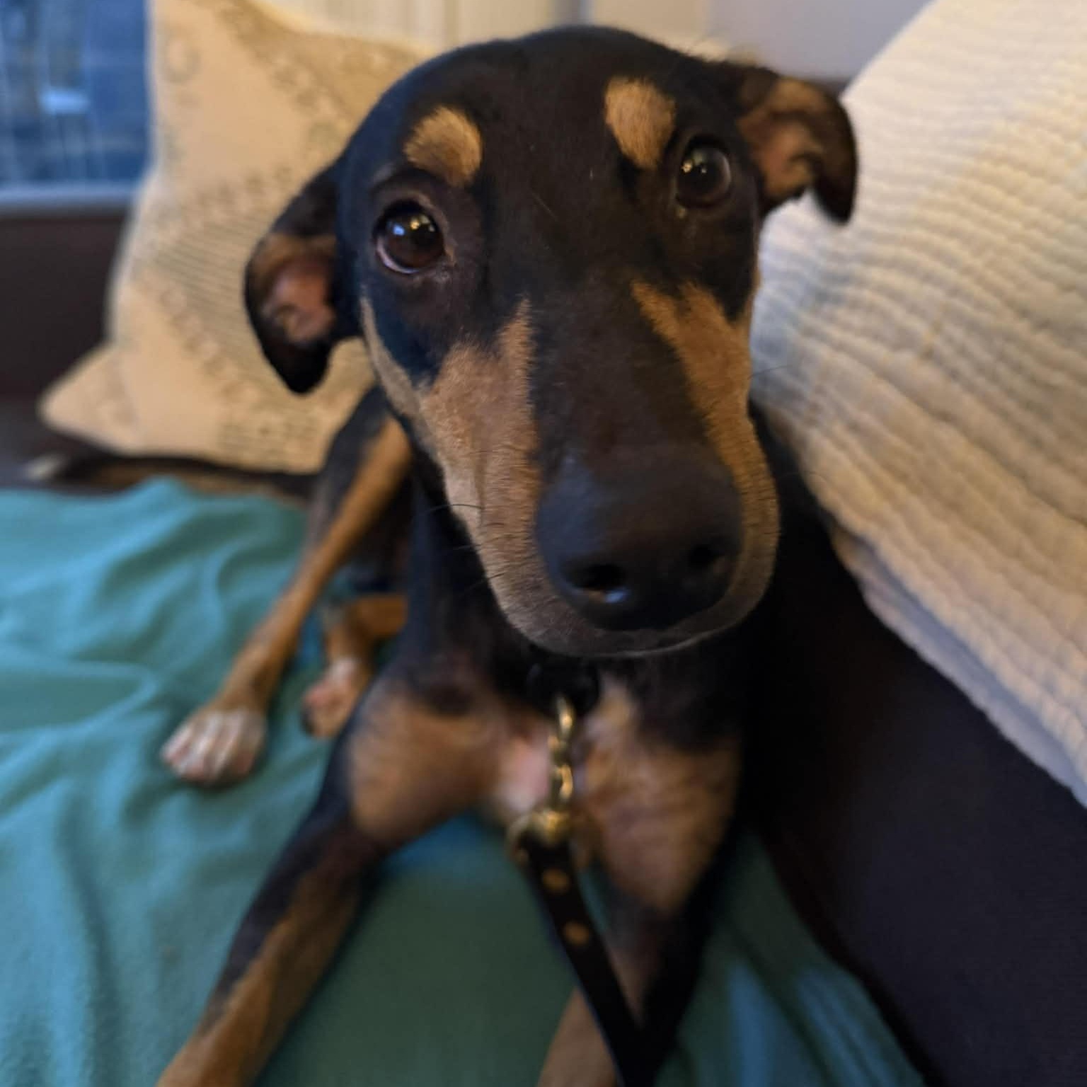 Enlarge Julien, a Adoptable Black Mouth Cur in Etobicoke, ON image 1/2