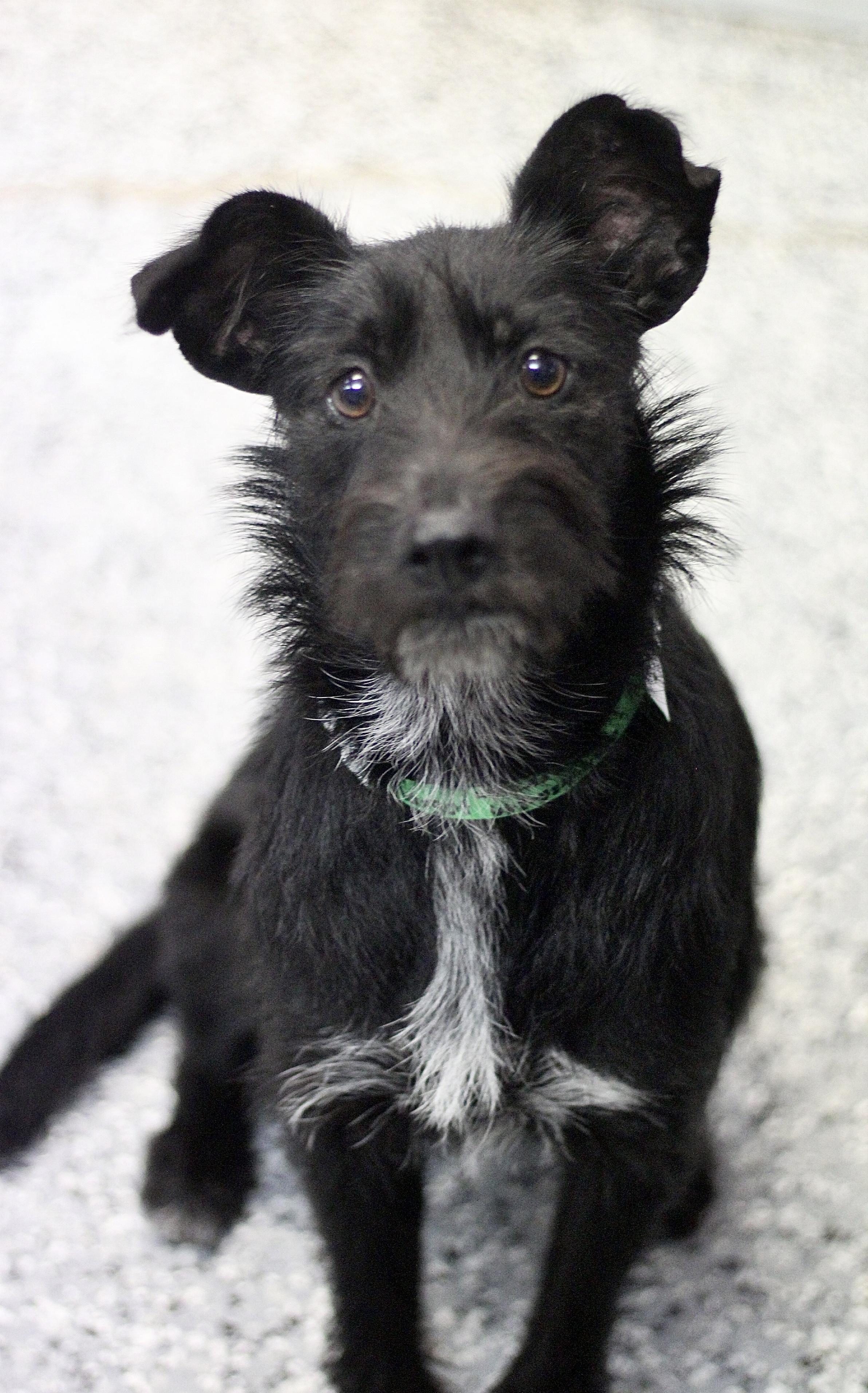 Streisand in NH! Come Meet our Adoptable Dogs Wednesday-Saturday. More info in Bio!