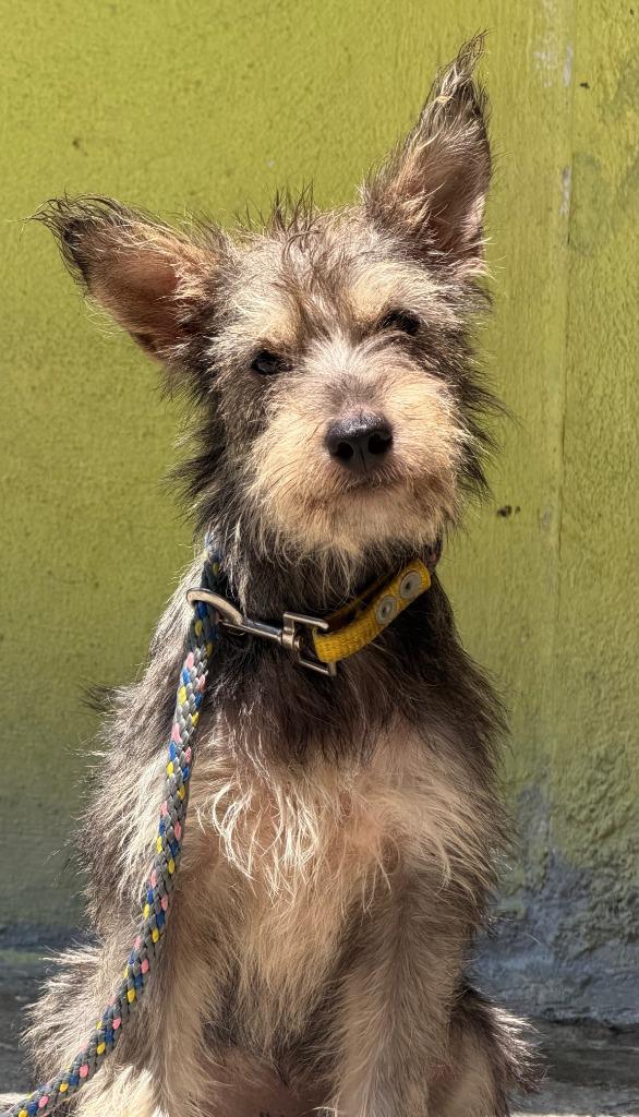 Frida, Adoptable, Puppy Female Australian Terrier & Wirehaired Terrier.