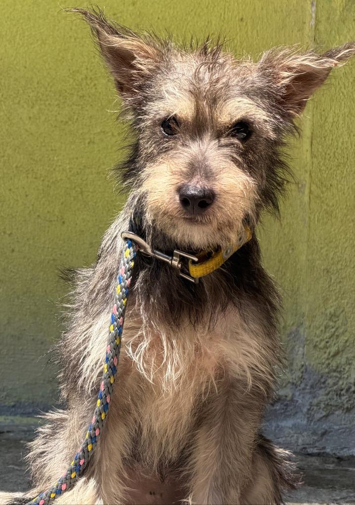 Enlarge Frida, a Adoptable mixed breed in San Diego, CA image 2/3