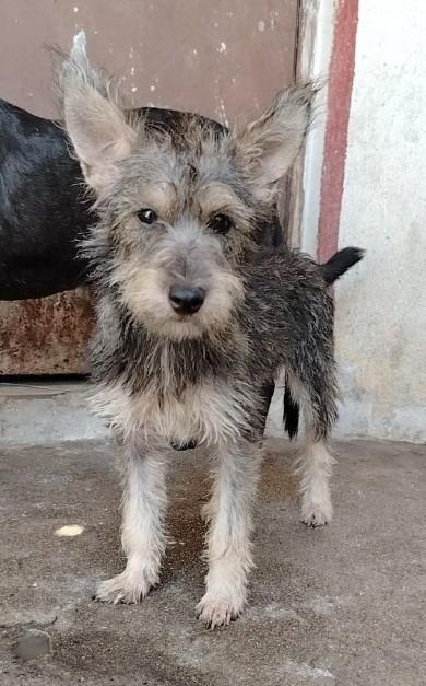 Enlarge Frida, a Adoptable mixed breed in San Diego, CA image 3/3