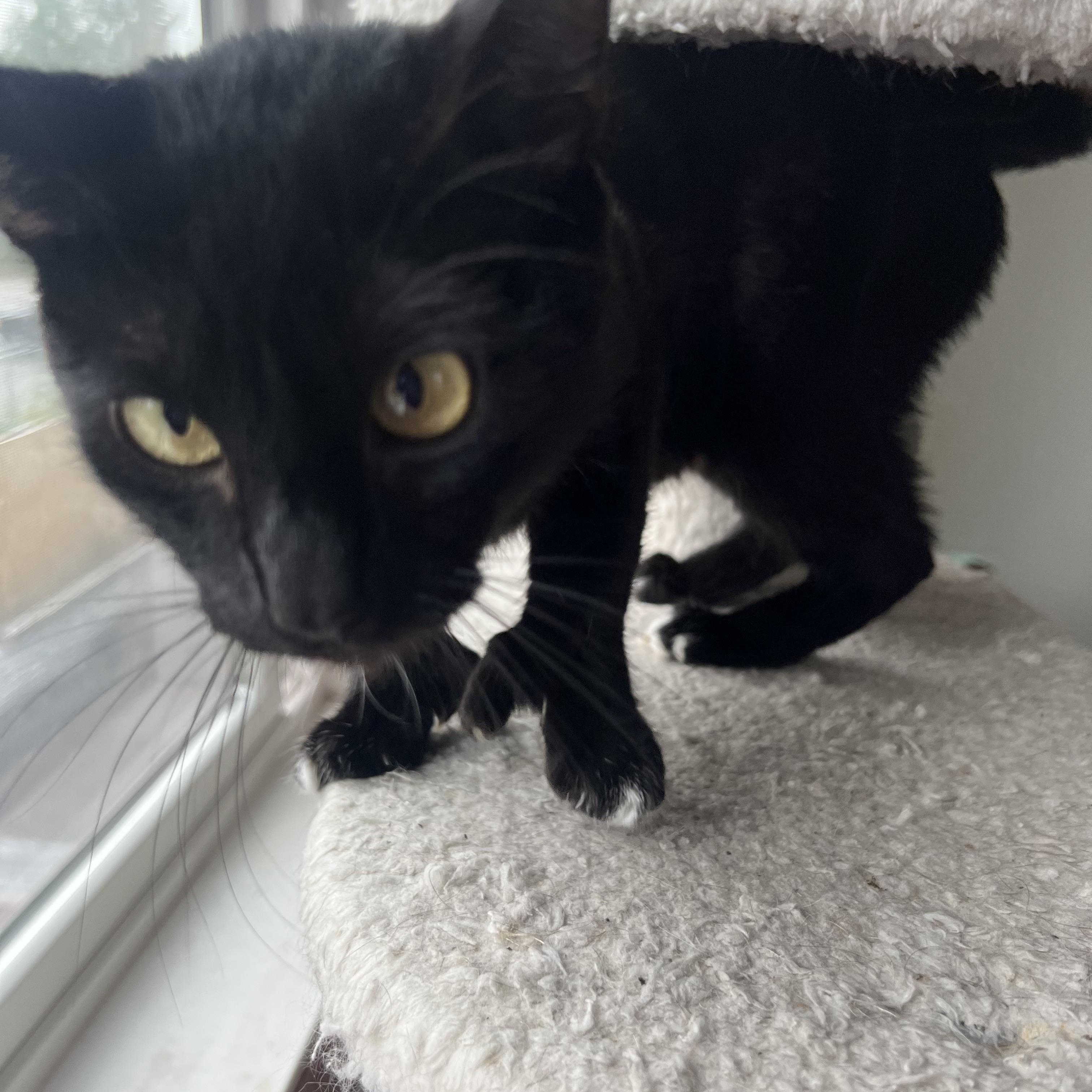 Monkey, an adoptable Domestic Short Hair in Anchorage, AK, 99518 | Photo Image 2