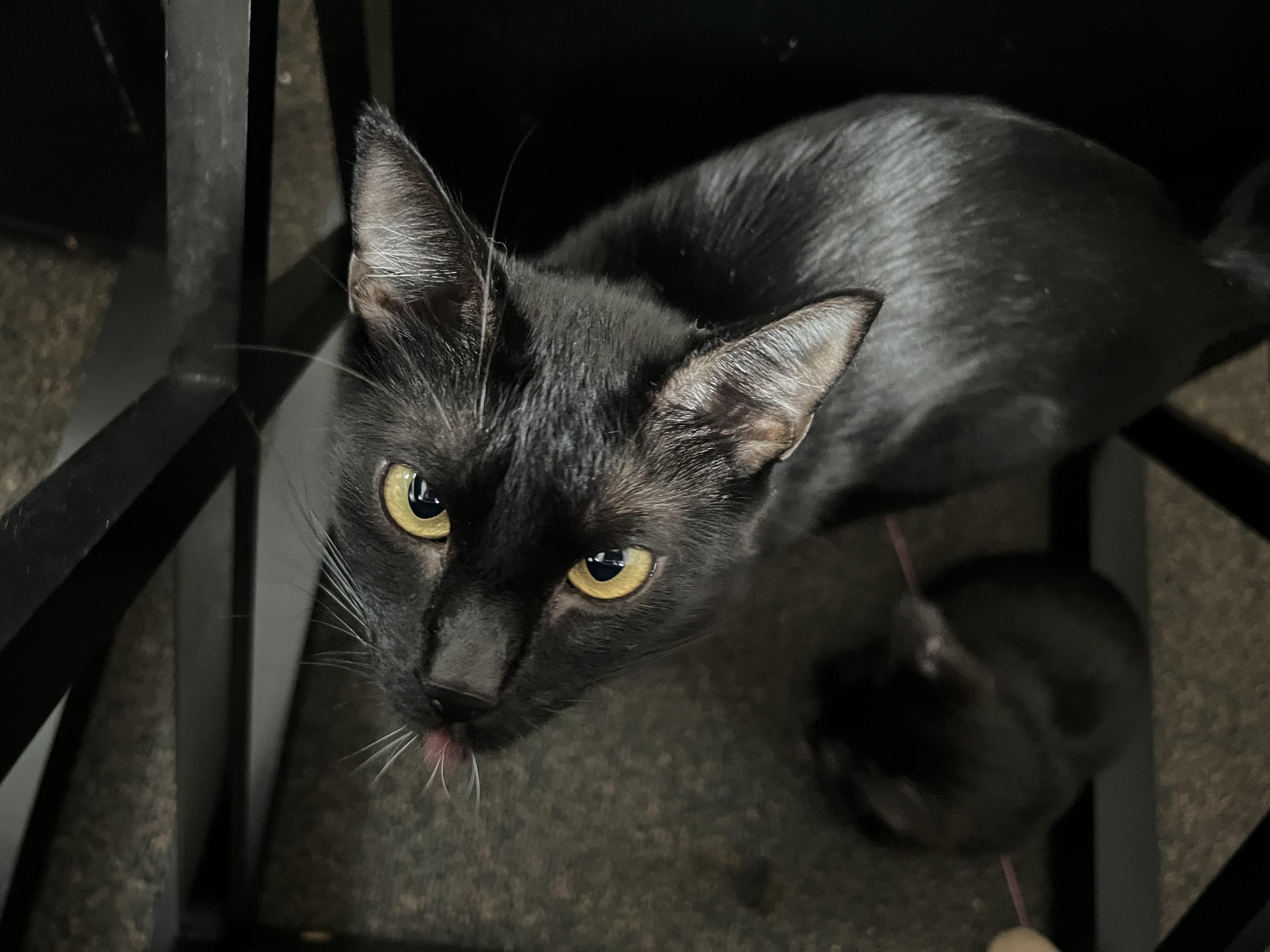 Monkey, an adoptable Domestic Short Hair in Anchorage, AK, 99518 | Photo Image 4