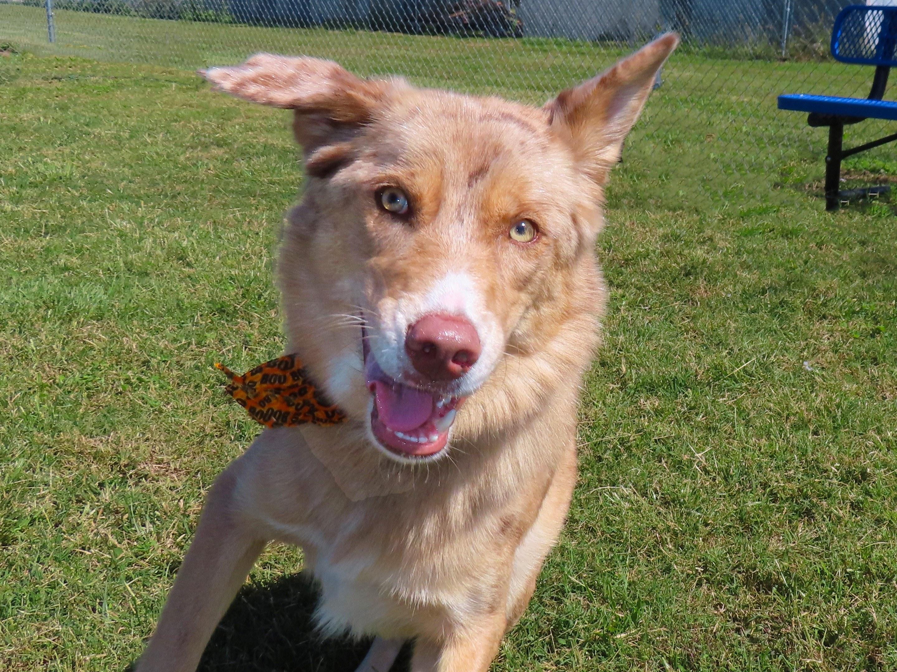 Shasta 25C-315, Adoptable, Young Female Australian Shepherd.