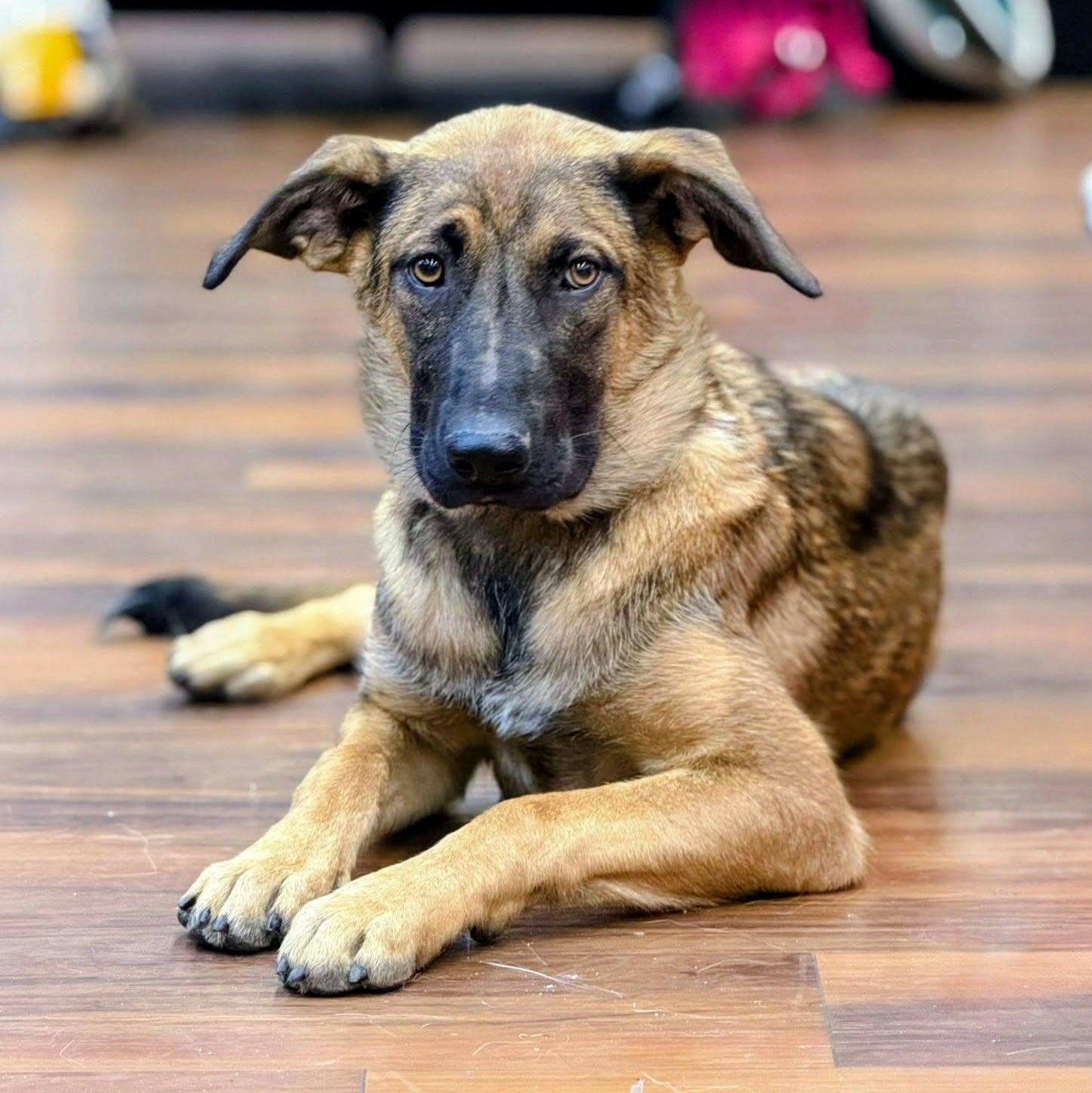 Enlarge Lottie (20260915-01), a Adopted mixed breed in Niagara on the Lake, ON image 5/5