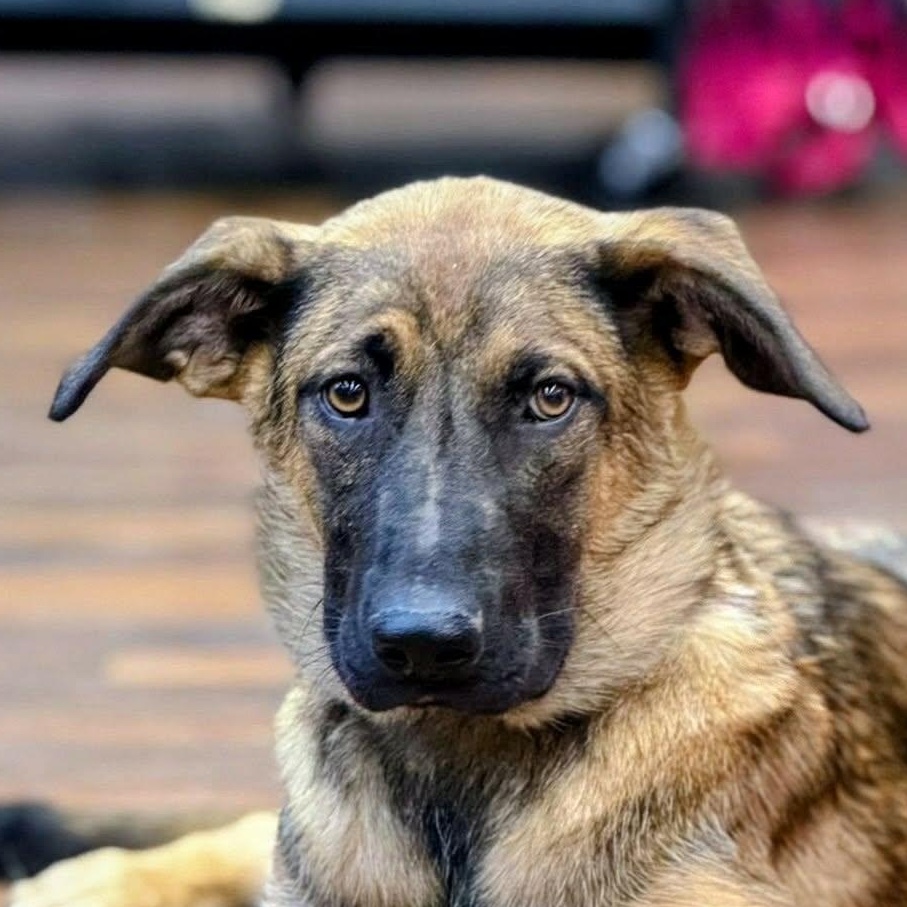 Lottie (20260915-01), Adopted, Puppy Female Shepherd.