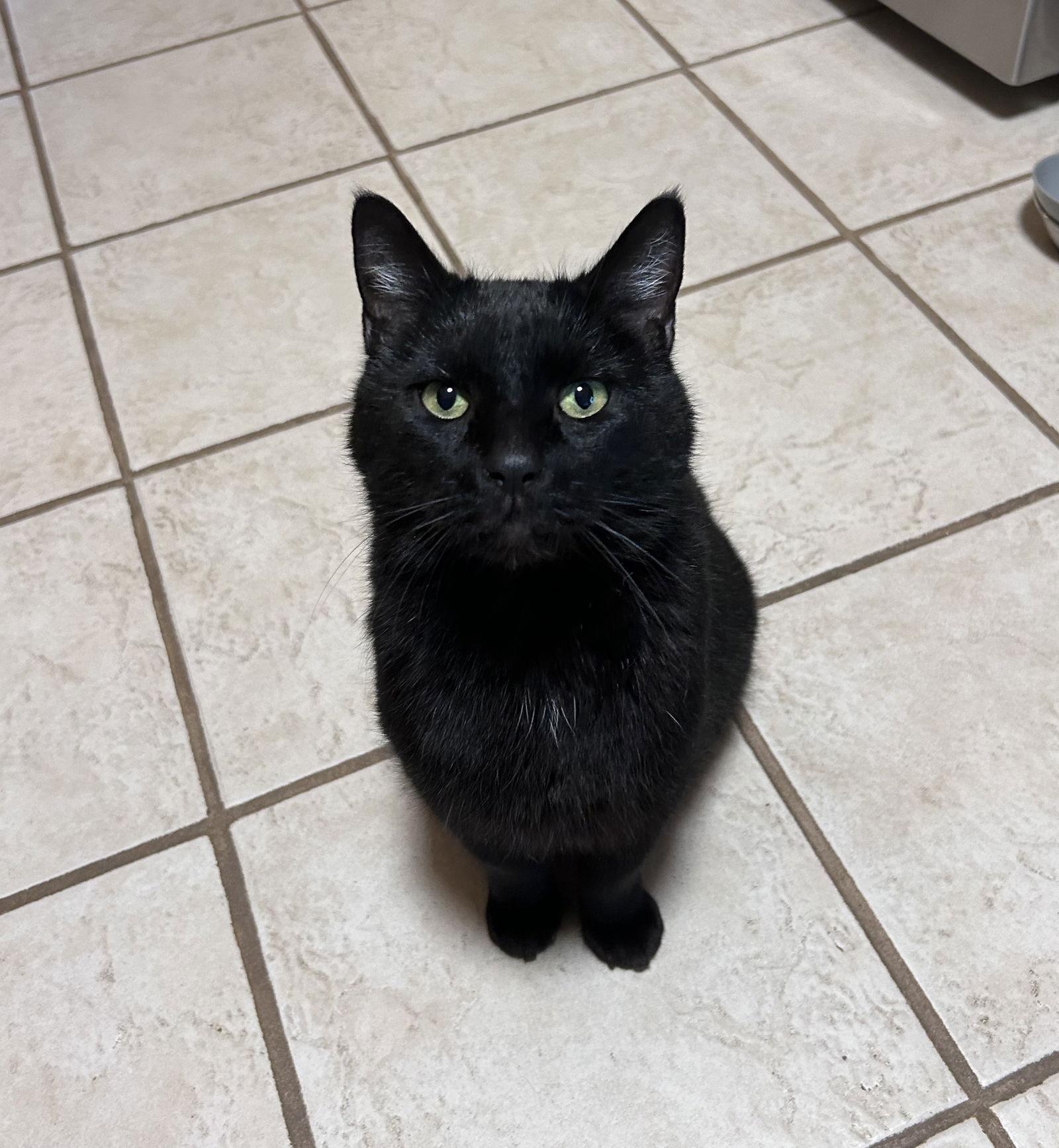 Oolong, a Adoptable Domestic Short Hair in Wheaton, IL image 1/3