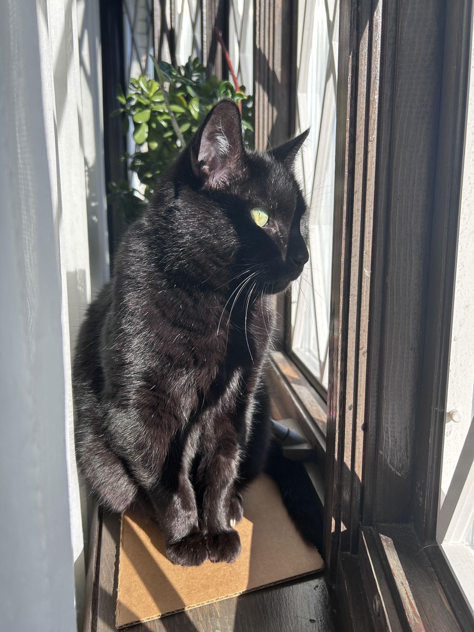 Oolong, a Adoptable Domestic Short Hair in Wheaton, IL image 2/3