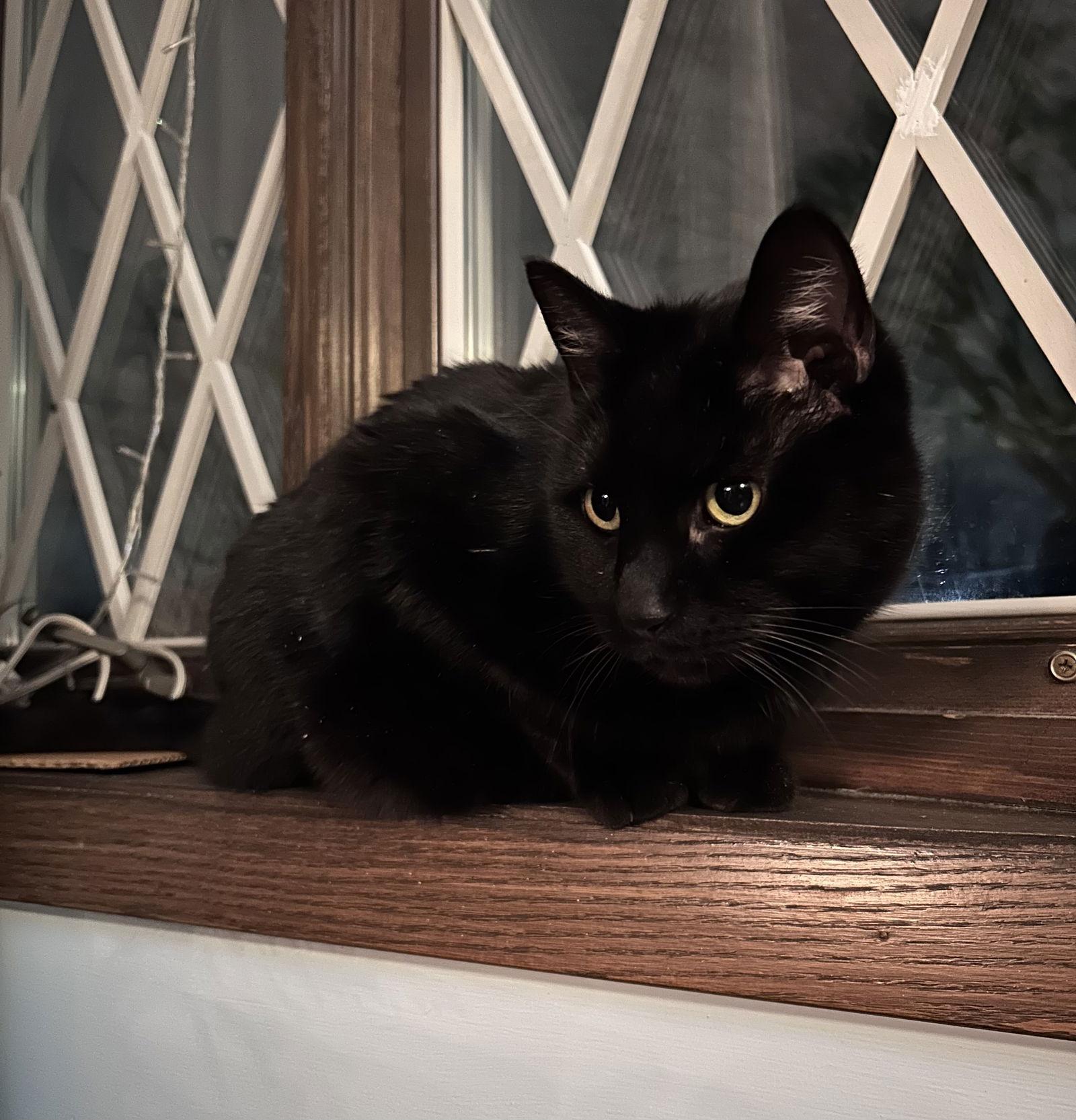 Oolong, a Adoptable Domestic Short Hair in Wheaton, IL image 3/3
