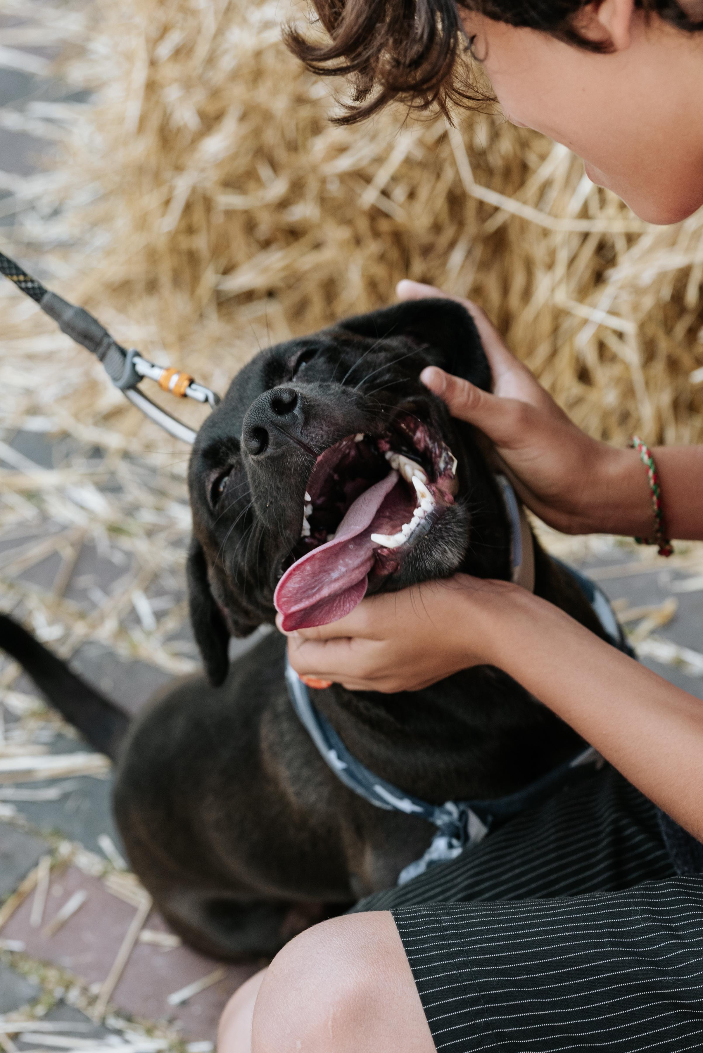 Enlarge ZAPOTE, a Adopted Mixed Breed in North York, ON image 2/6