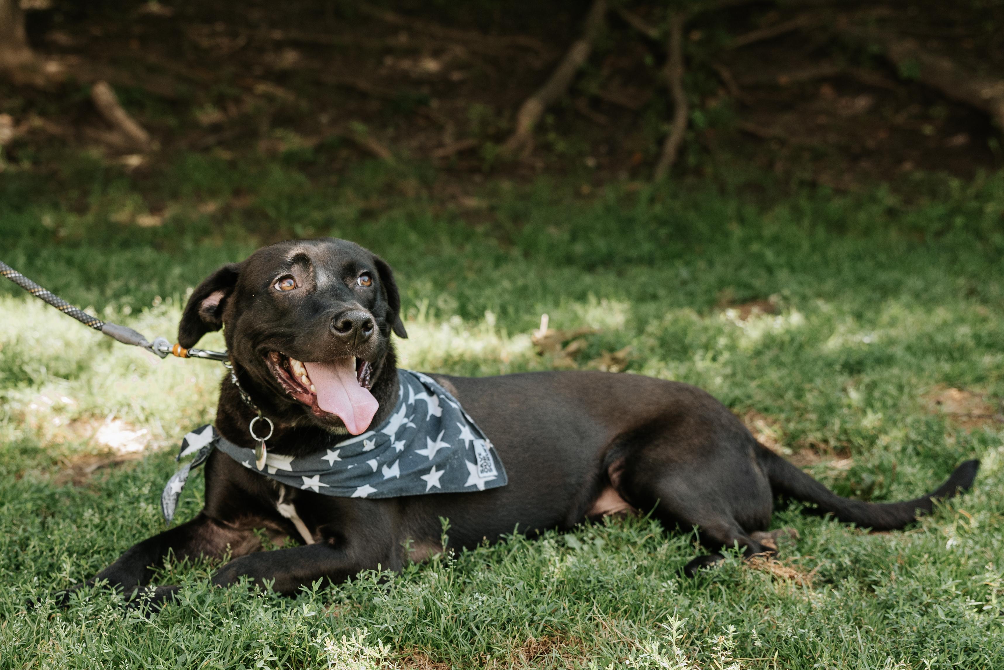 Enlarge ZAPOTE, a Adopted Mixed Breed in North York, ON image 5/6