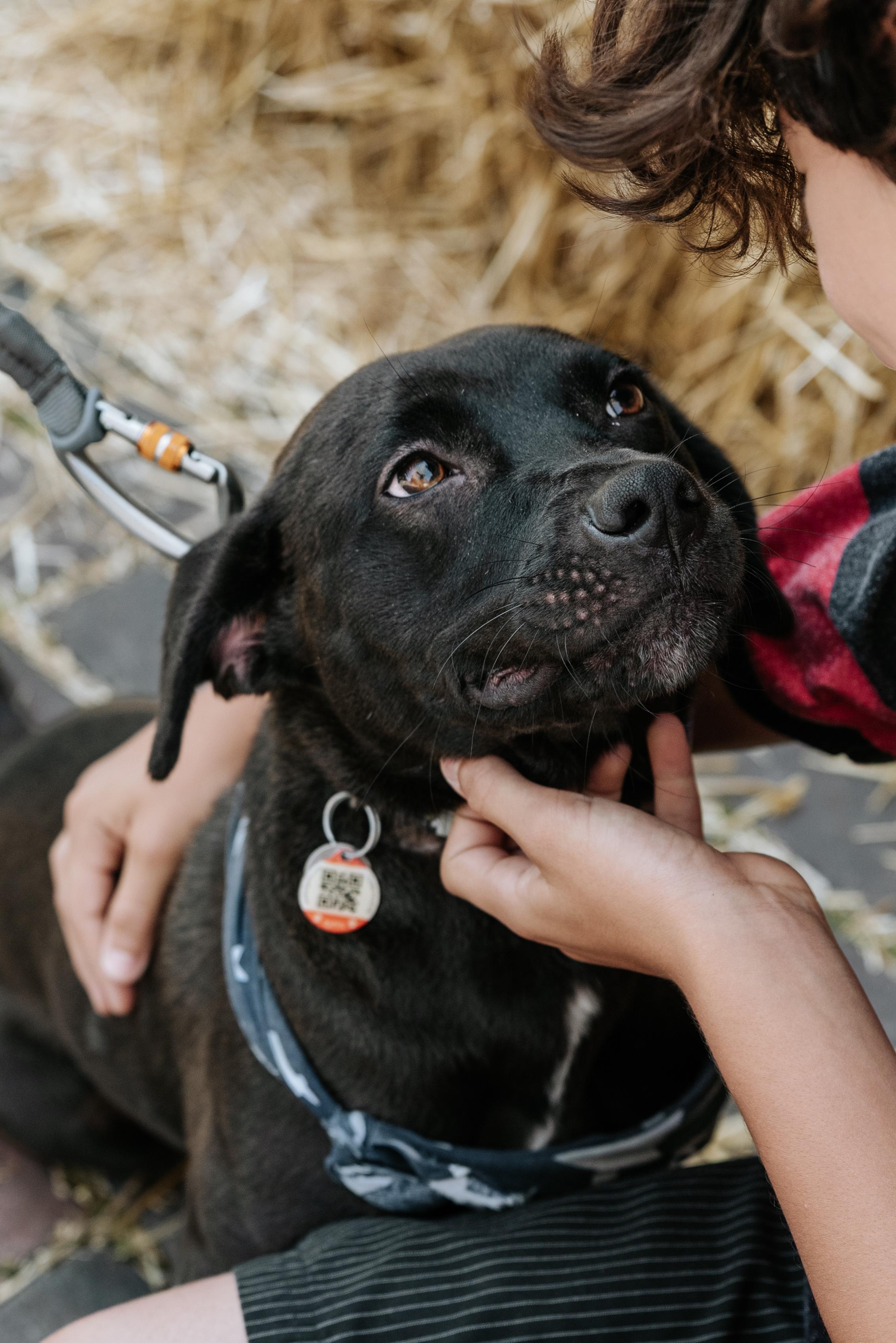 Enlarge ZAPOTE, a Adopted Mixed Breed in North York, ON image 4/6