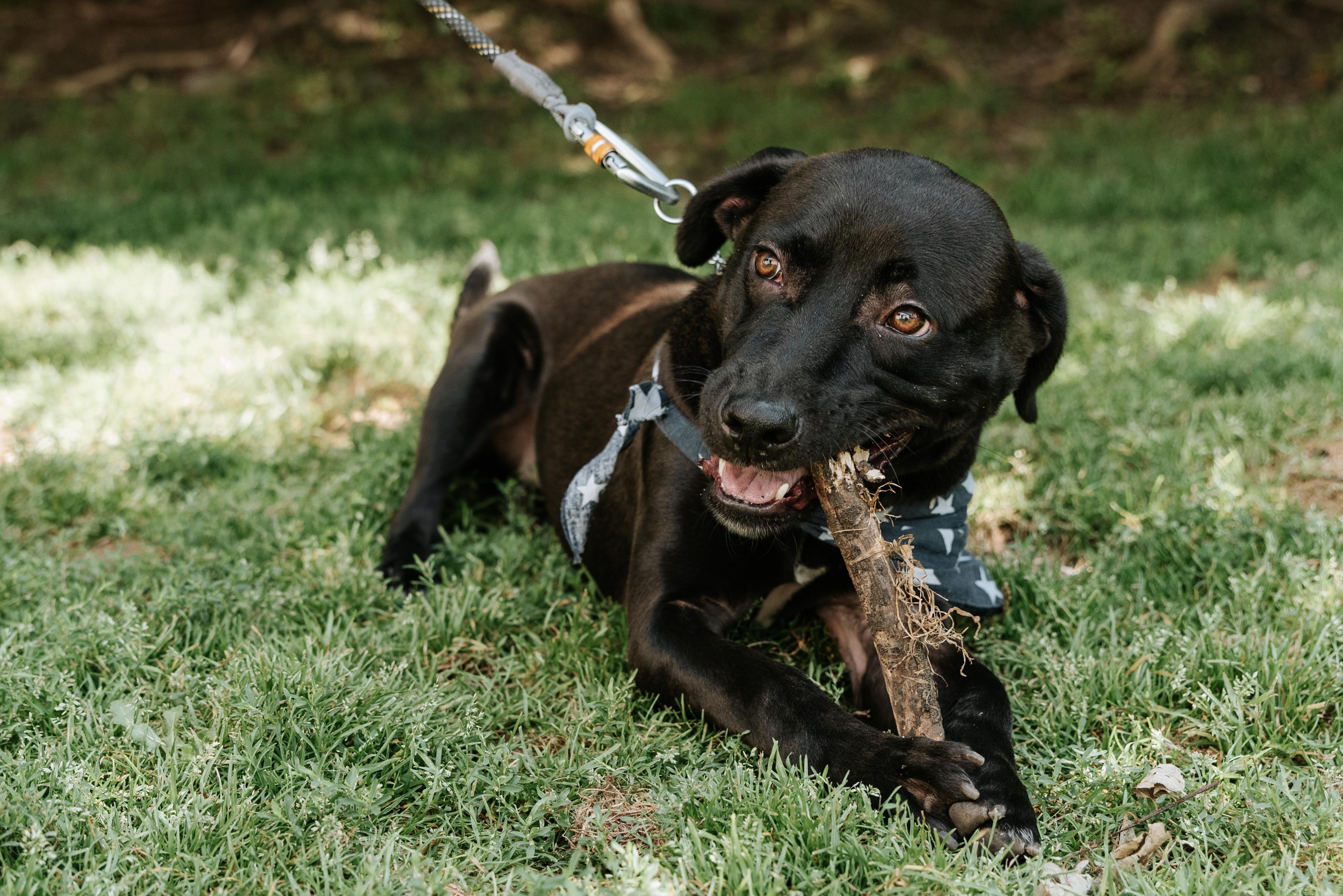 Enlarge ZAPOTE, a Adopted Mixed Breed in North York, ON image 3/6