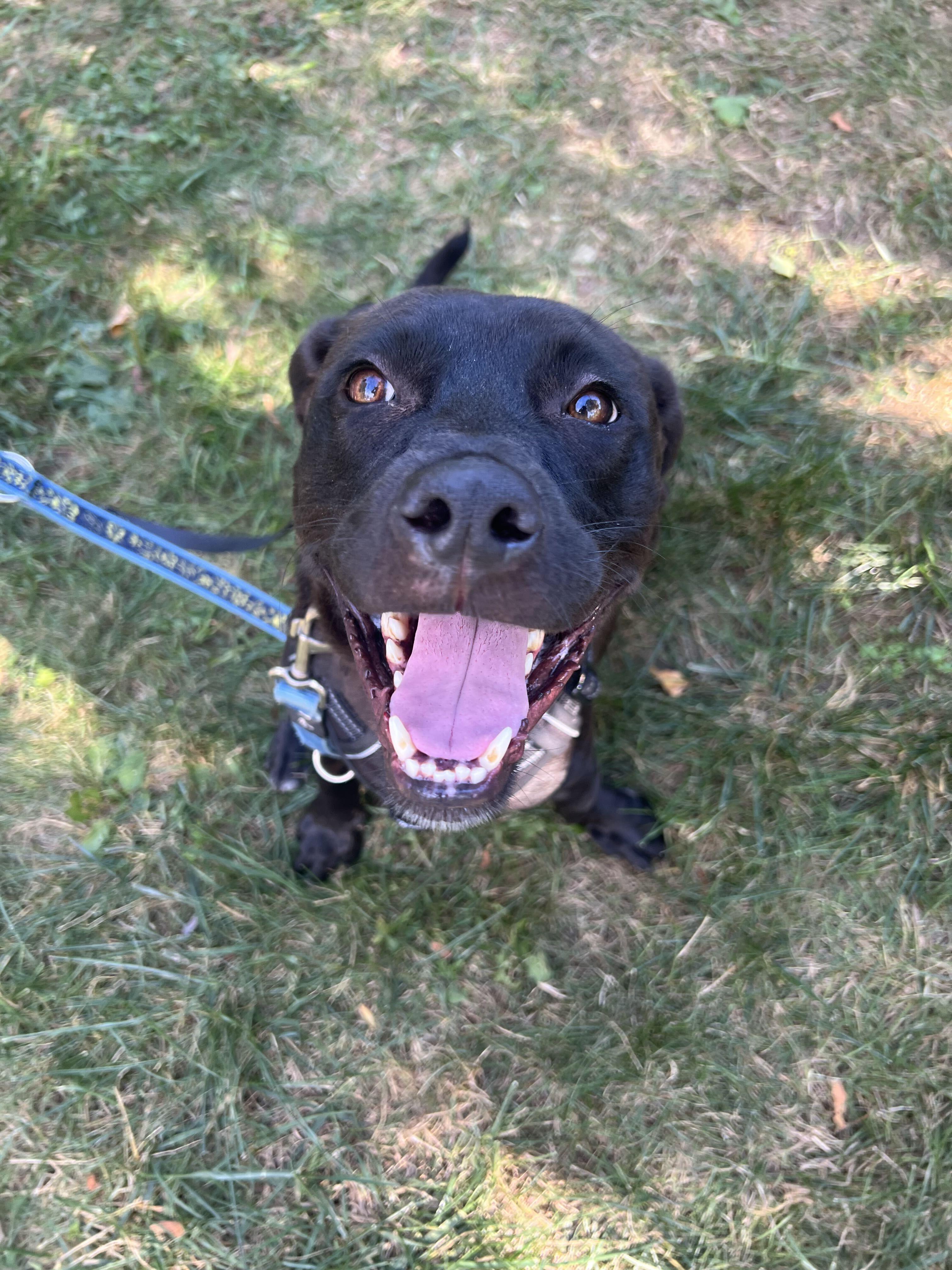 Enlarge ZAPOTE, a Adopted Mixed Breed in North York, ON image 6/6