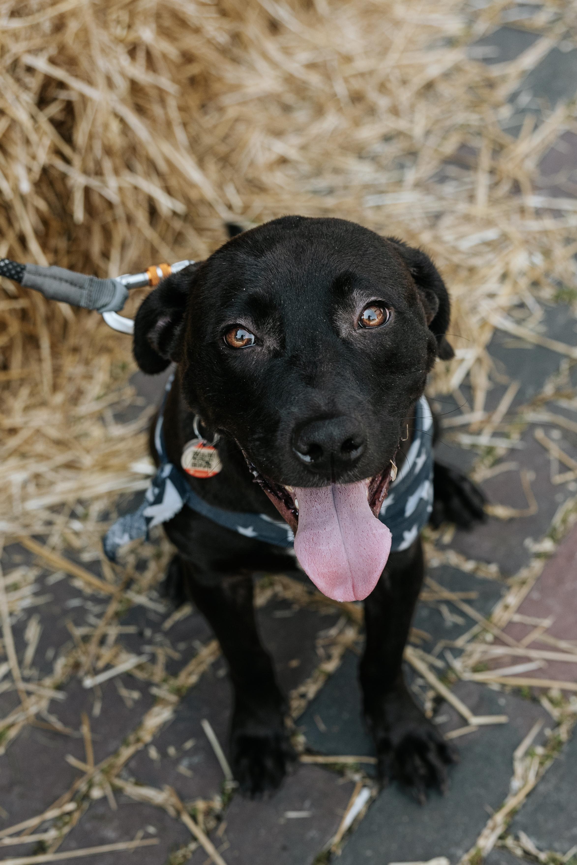 Enlarge ZAPOTE, a Adopted Mixed Breed in North York, ON image 1/6
