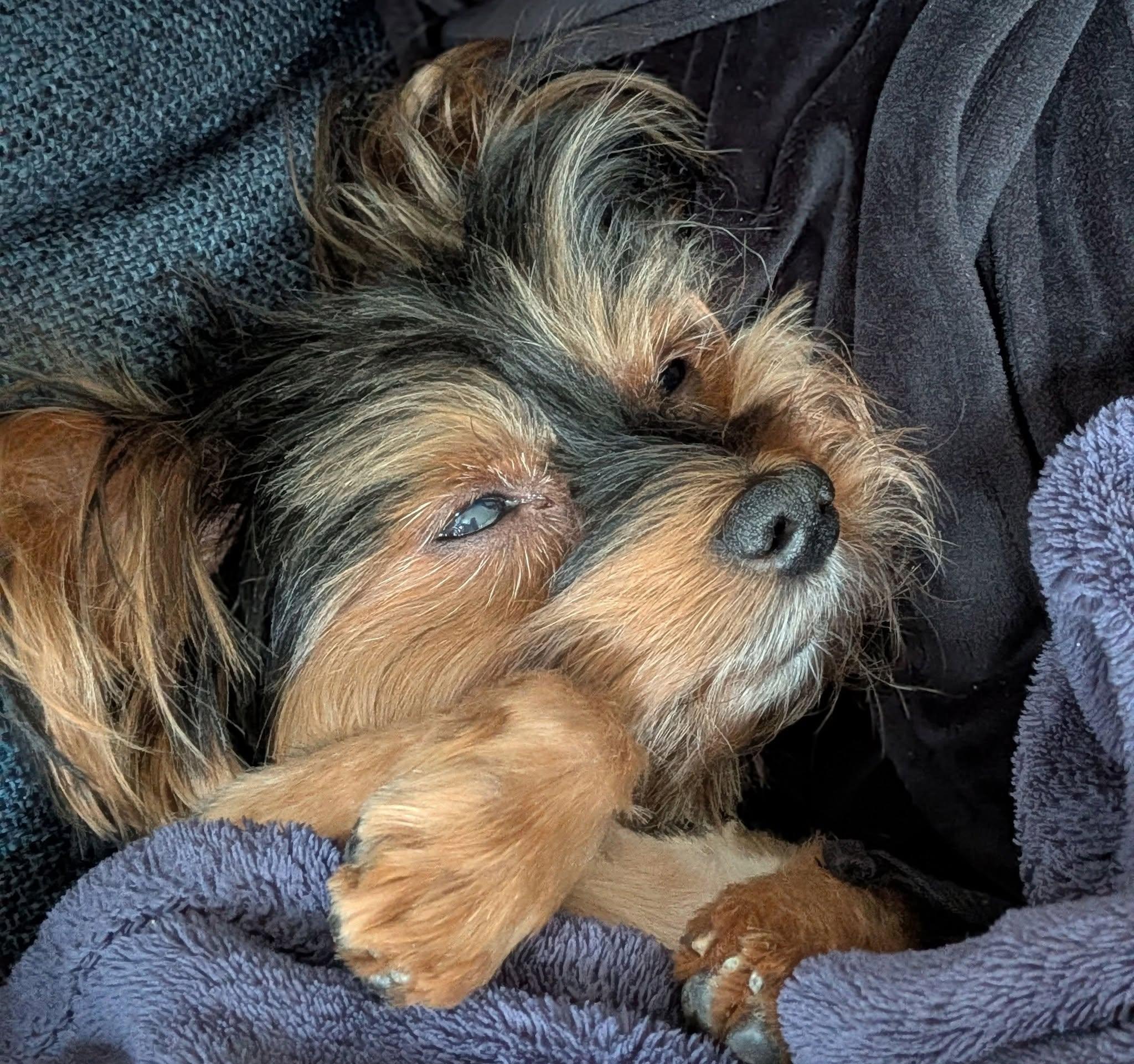 Theo (was Bento), Adopted, Adult Female Yorkshire Terrier.