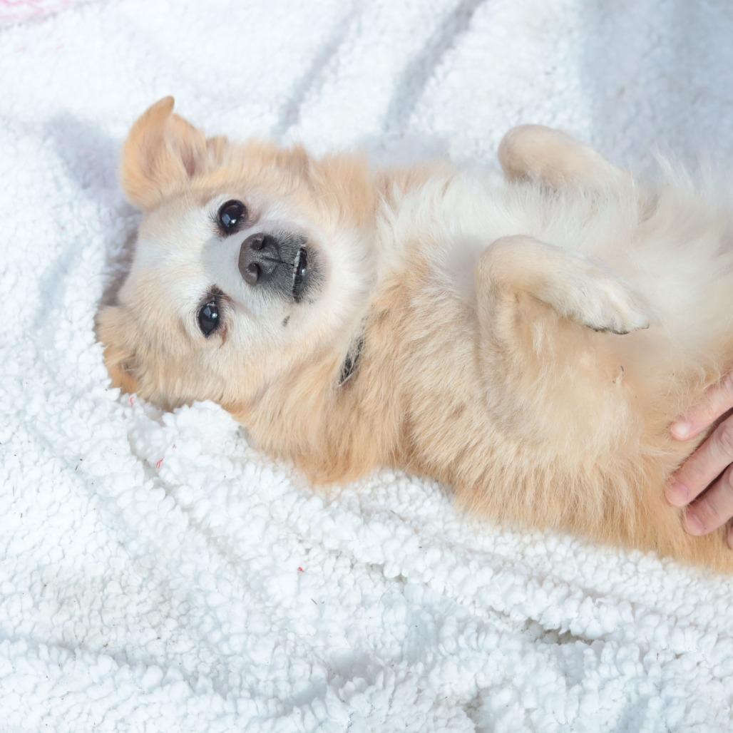 Kubo, Adoptable, Senior Male Mixed Breed.