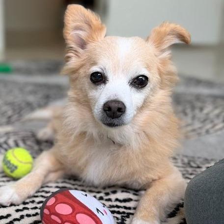 Kubo, a Adoptable Mixed Breed in Philadelphia, PA image 2/6