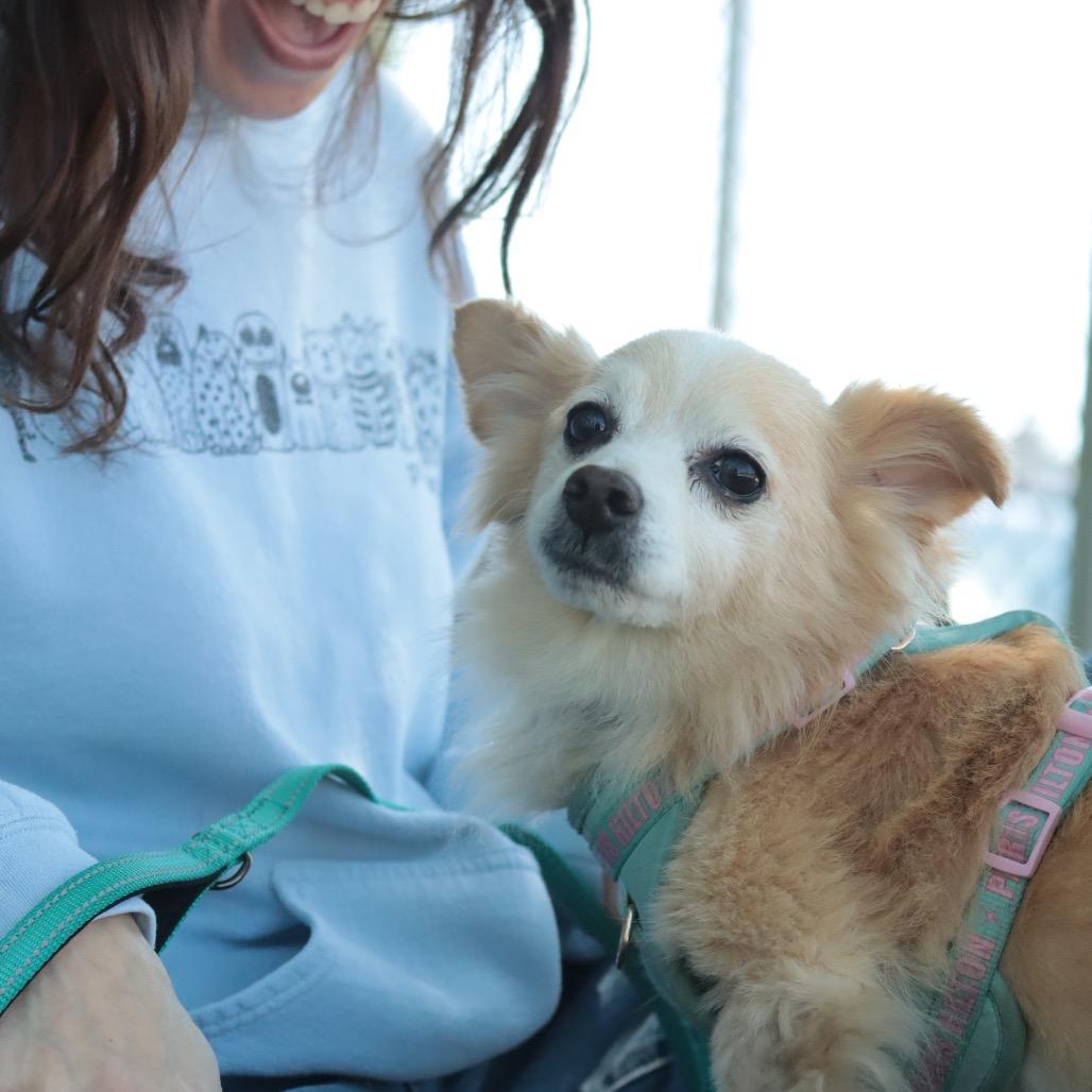 Kubo, a Adoptable Mixed Breed in Philadelphia, PA image 4/6