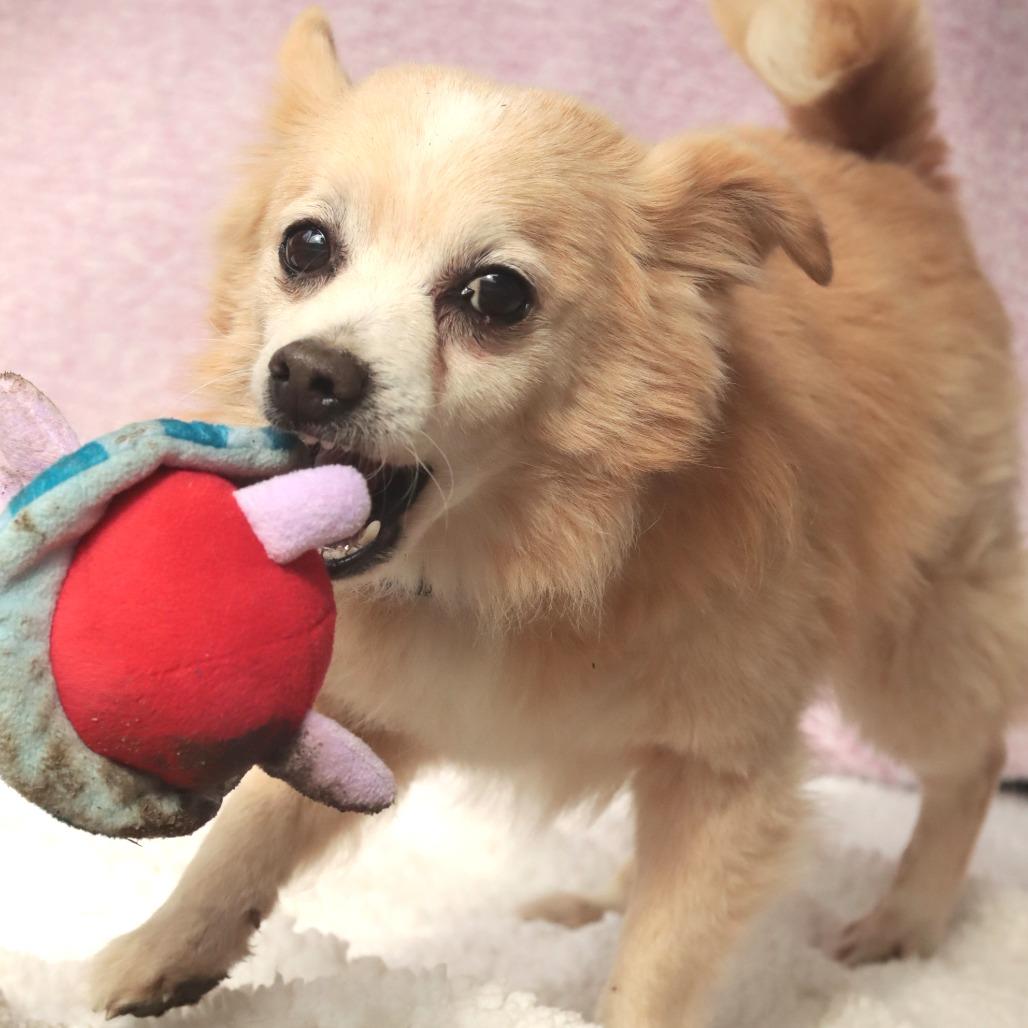 Enlarge Kubo, a Adoptable Mixed Breed in Philadelphia, PA image 5/6