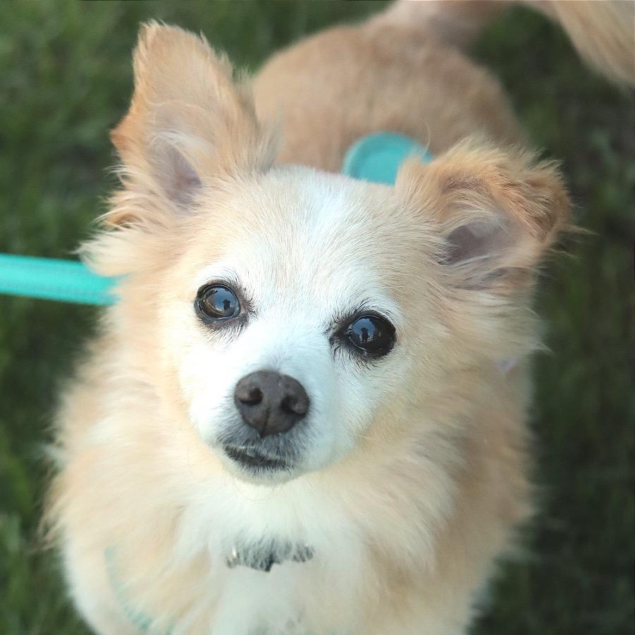 Enlarge Kubo, a Adoptable Mixed Breed in Philadelphia, PA image 6/6