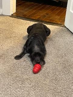 Enlarge Aggie, a Adopted mixed breed in Lakeland, TN image 2/5