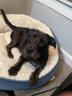 Enlarge Aggie, a Adopted mixed breed in Lakeland, TN image 3/5