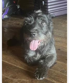 Aggie, Adopted, Adult Female Schnauzer & Terrier.