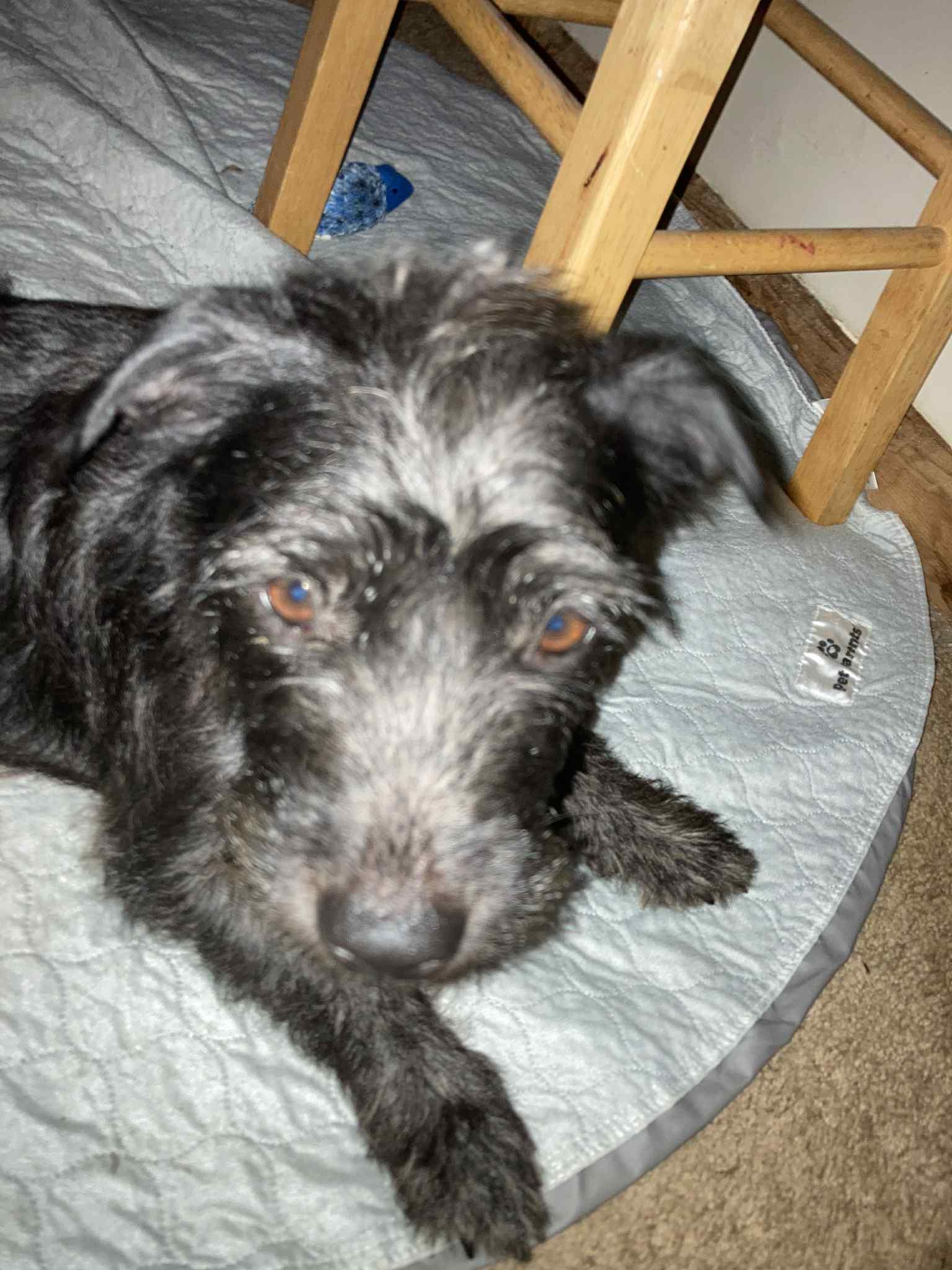 Enlarge Aggie, a Adopted mixed breed in Lakeland, TN image 4/5