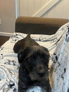 Enlarge Aggie, a Adopted mixed breed in Lakeland, TN image 5/5