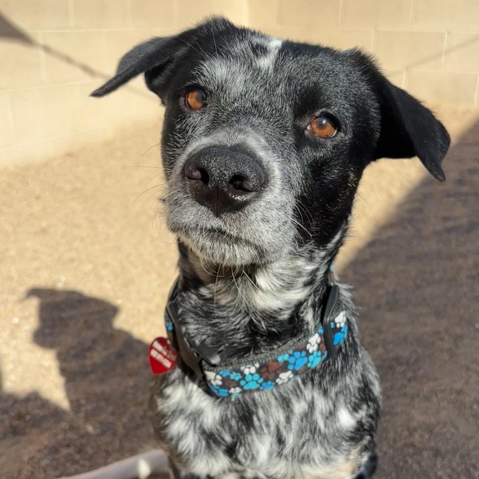 Silvermist, Adoptable, Young Female Australian Cattle Dog / Blue Heeler.