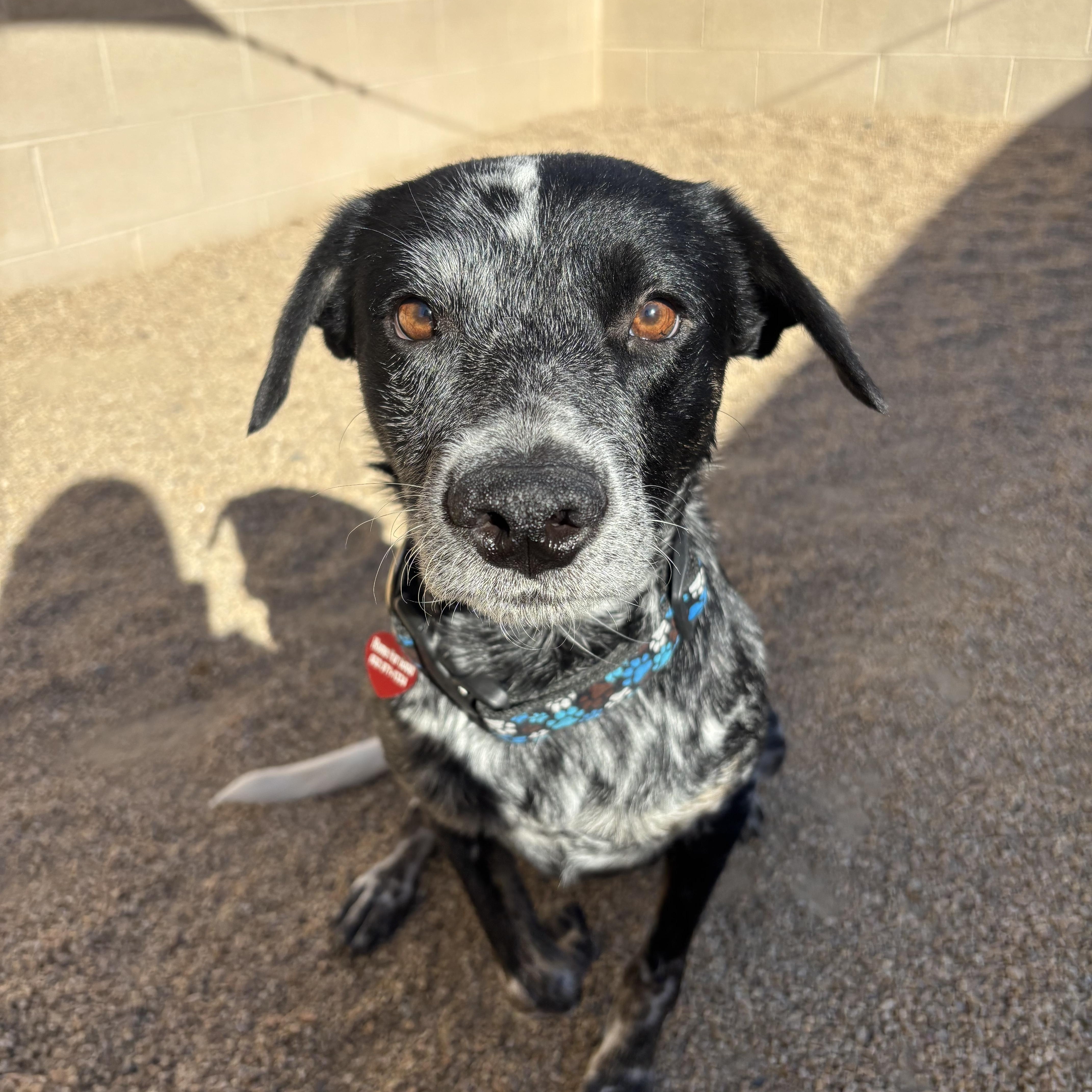 Enlarge Silvermist, a Adoptable mixed breed in Phoenix, AZ image 2/4