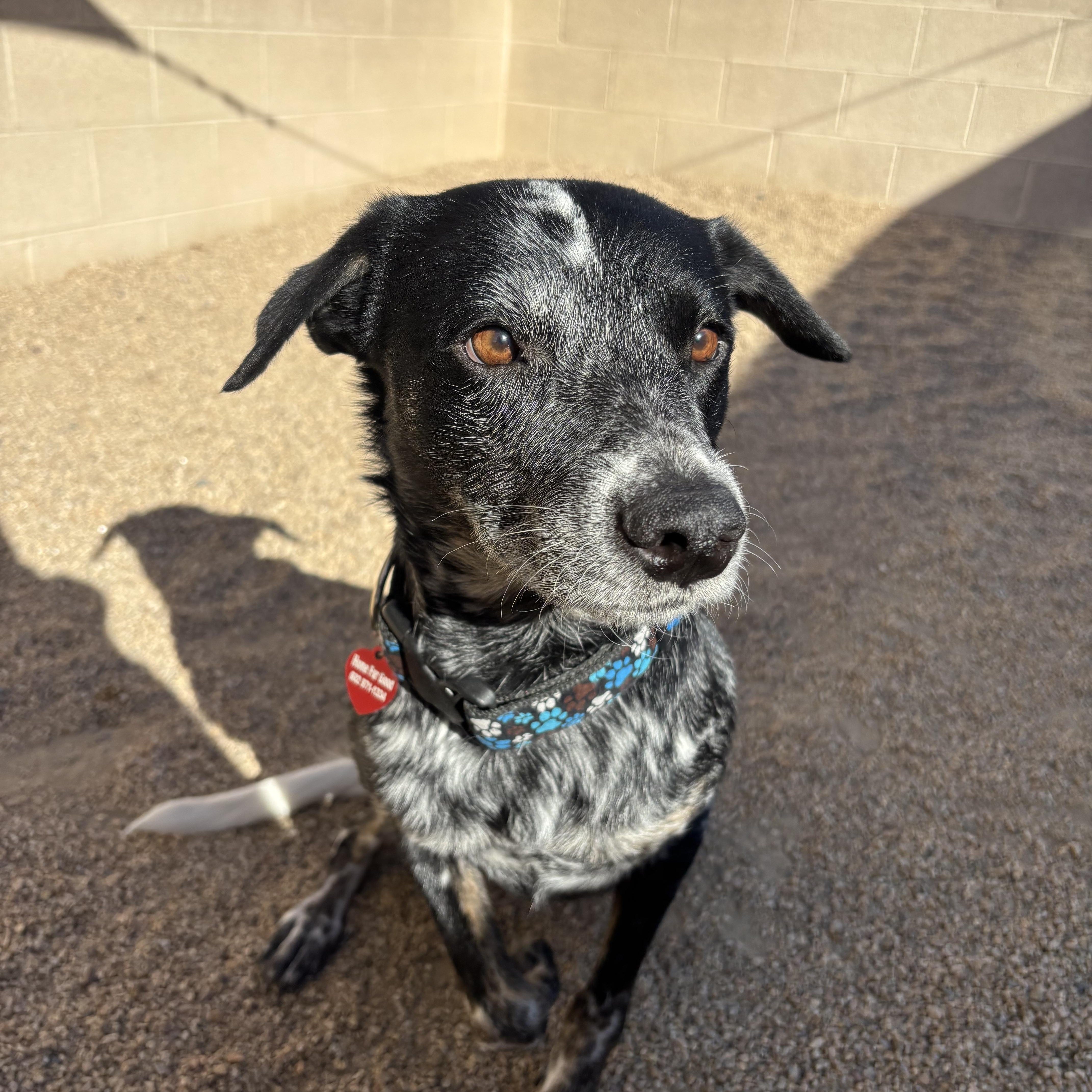 Enlarge Silvermist, a Adoptable mixed breed in Phoenix, AZ image 4/4