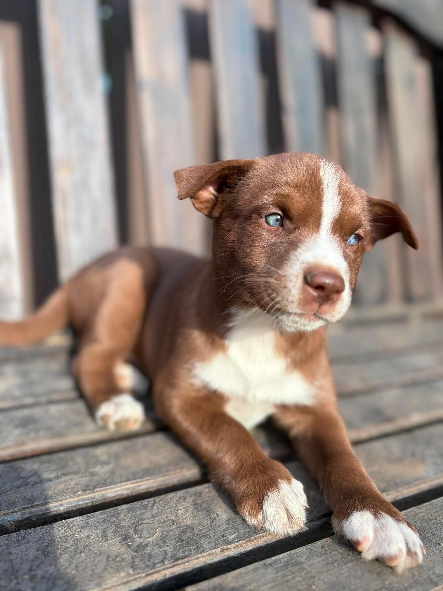Birdie, Adopted, Puppy Female Terrier.