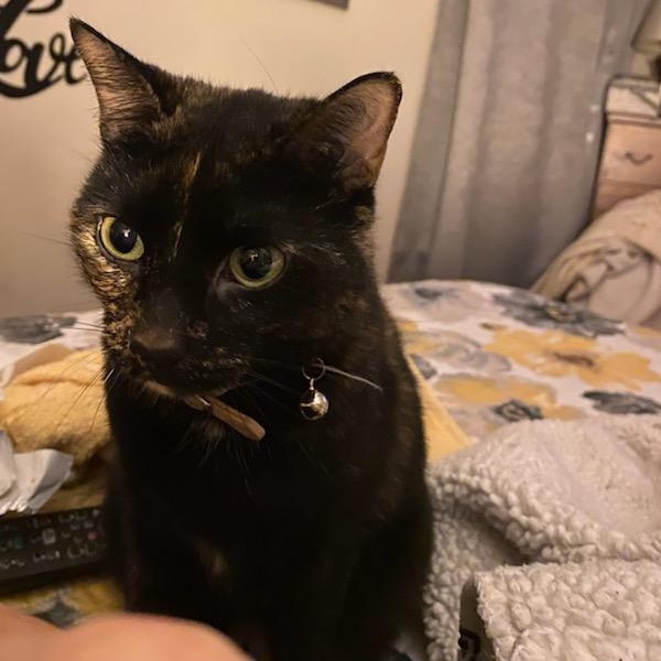 Stormi *Courtesy Post*, a Adoptable mixed breed in Lake Orion, MI image 2/4