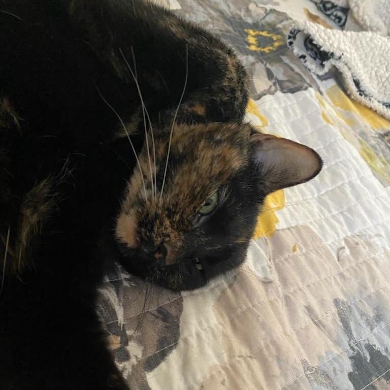 Stormi *Courtesy Post*, a Adoptable mixed breed in Lake Orion, MI image 3/4