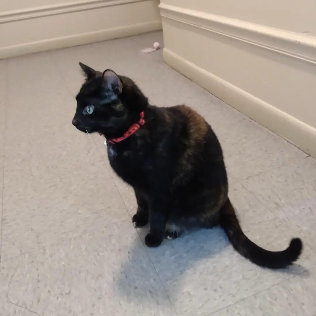 Stormi *Courtesy Post*, a Adoptable mixed breed in Lake Orion, MI image 4/4