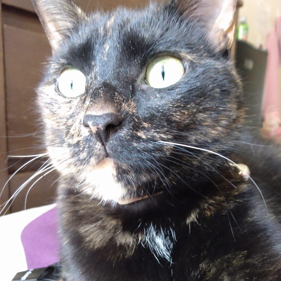 Stormi *Courtesy Post*, a Adoptable mixed breed in Lake Orion, MI image 1/4