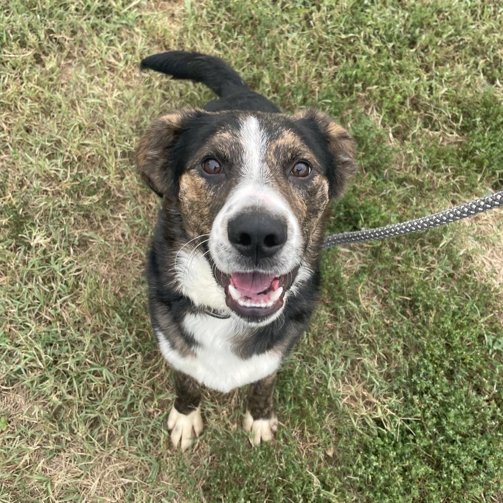 Newt, Adoptable, Adult Male Collie & Mixed Breed.