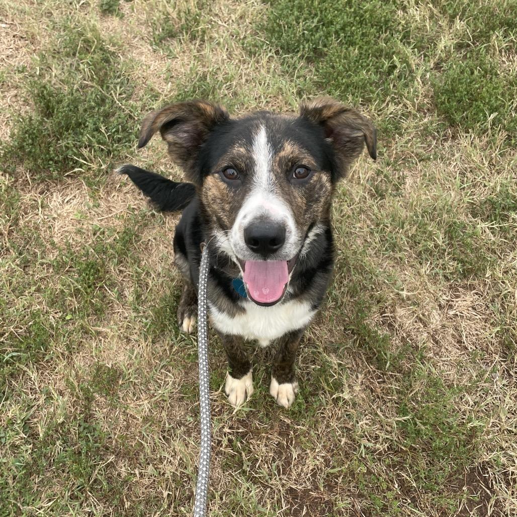 Enlarge Newt, a Adoptable mixed breed in Springfield, MO image 3/6