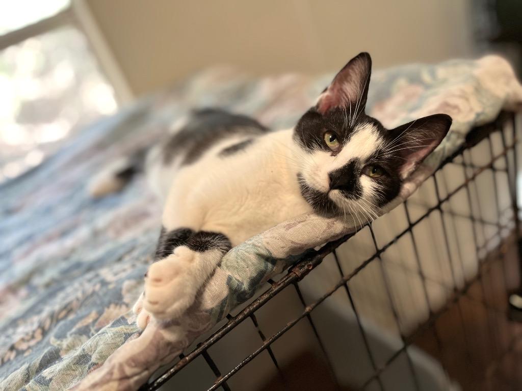 Enlarge Marble 4, a Adoptable mixed breed in Pittsboro, NC image 1/3