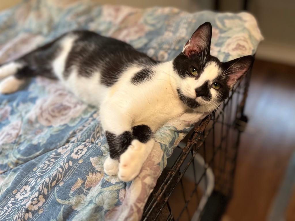 Enlarge Marble 4, a Adoptable mixed breed in Pittsboro, NC image 2/3