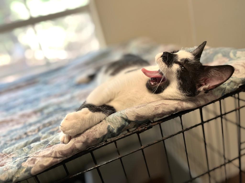 Enlarge Marble 4, a Adoptable mixed breed in Pittsboro, NC image 3/3