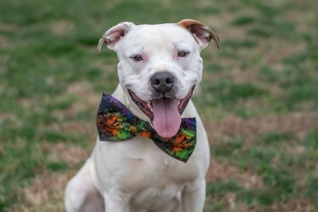 PATTON, Adoptable, Young Male American Staffordshire Terrier & Mixed Breed.