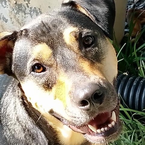 Indy, Adoptable, Young Male Shepherd & Labrador Retriever.